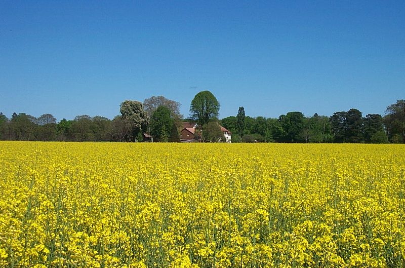 10_Un_champ_de_colza_en_fleurs