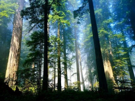Foret pousse compr
